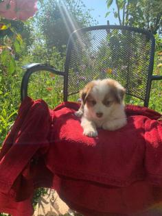 Australian shepherd welpen