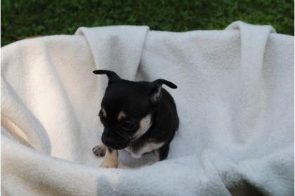 Ihr Traum Chihuahua Welpen in LH KH in tollen Farben