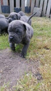 Tolle Cane Corso Welpen
