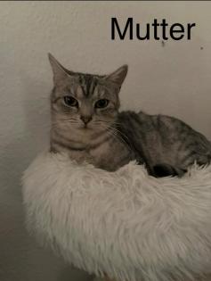 Noch 3 süße BKH Kitten suchen ab Anfang September ein neues zu Hause