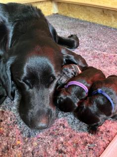Labrador Welpen schwarz