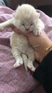 Scottish fold Kitten britisch Kurzhaar Bkh