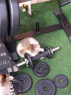BKH Mix Kitten Babykatzen rot/Glückskatzen/rot-weiß
