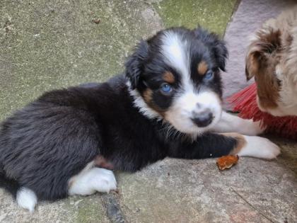 Australian Shepherd Welpen