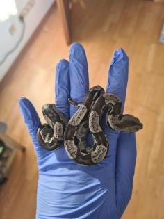 Boa constrictor imperator