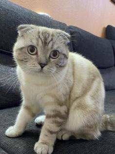 British Kurzhaar Deckkater