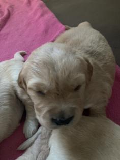 Golden Retriever Welpen ab Mitte Juli abzugeben