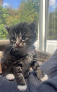 4 maine coon mix kätzchen