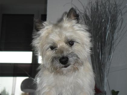 Cairn-Terrier - fachgerechtes Handtrimming vom Cairn-Züchter - FCI Standard