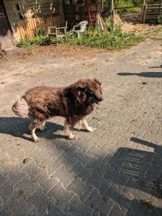 Australian Shepherd Rüde ca. 4-5 Jahre alt ist