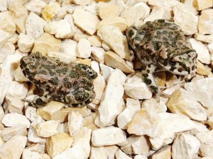 Wechselkröte bufotes viridis NZ 2021 Knoblauchkröte Pelobates Fuscus NZ 2021