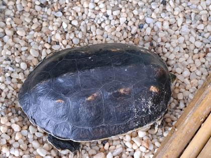 Wasserschildkröte incl Zubehör und Becken