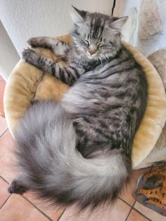 Maine Coon Mix Kitten