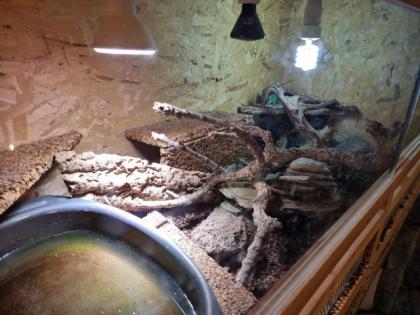 Grüne Wasseragame