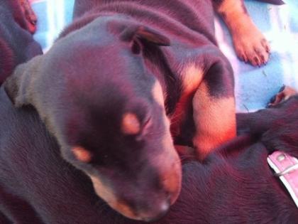Dobermann Welpen