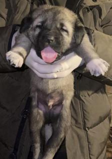 Reinrassige Panter und Hanli Kangal Welpen
