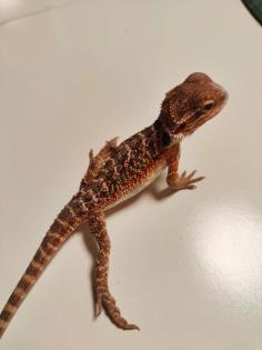 Bartagamen Babys Cawley Red P. Vitticeps