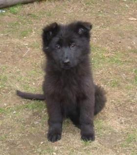 Familienfreundliche Altdeutsche Schäferhund Welpen Hündinnen