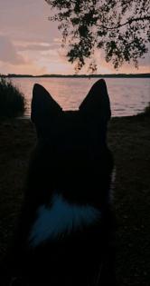 Husky / Australian Shepherd