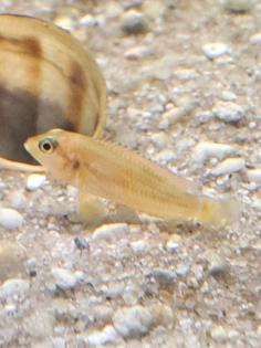 Neolamprologus ocellatus gold Tanganjikasee Schneckenbuntbarsch