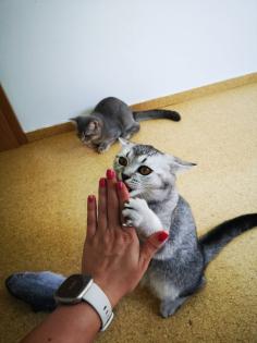 Reinrassige BKH Kitten suchen dich