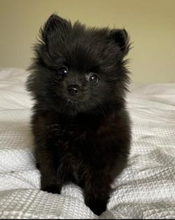 Pomeranian Zwergspitz Welpen