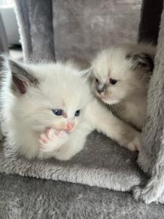 Wunderschöne Ragdoll Kitten mit Stammbaum