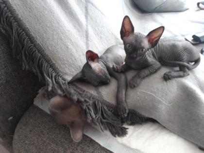 Sphynxbaby
