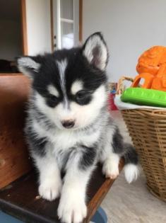 Reinrassige Pomsky Welpen