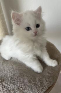 Weißer Perserkater mit blau und grünen Auge