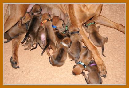 Rhodesian Ridgeback Hurra die Welpen sind da