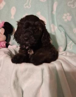 Miniature Aussiedoodle Welpen