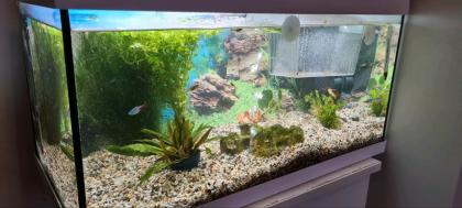 Aquarium mit Fisch und Zubehör