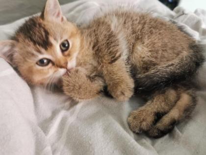 Britisch Kurzhaar Kitten suchen Dosenöffner