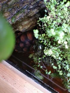 Wasserschildkröte Kinosternon leucostomum postinguinale