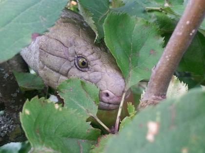 Suche Coruzia zebrata Weibchen 0. 1 möglichst adult oder subadult auch juvenil