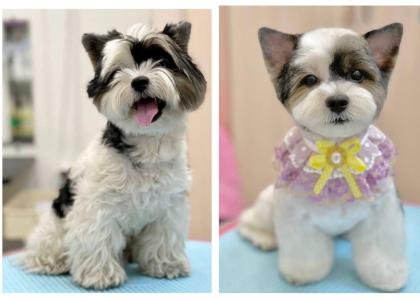 Hundefriseur, Groomer