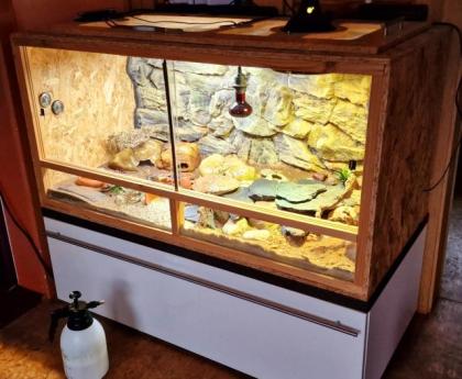 Leopardgeckos, Platz vor Preis