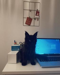 Maine-Coon-Kätzchen