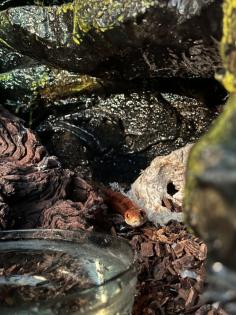 3 Kornnattern inkl. hochwertigem Terrarium und Zubehör abzugeben