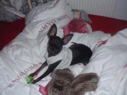 Suche Zwergpinscher Deckrüde