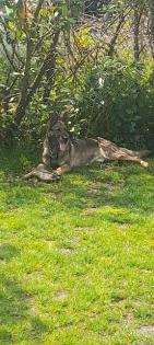 Deutscher Schäferhund in Liebe Hände abzugeben