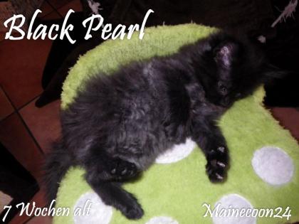 Maine Coon Kitten - Mädchen in Black smoke - sucht liebevolles Zuhause