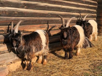 Waliser Schwarzhalsziegen Ziegenböcke