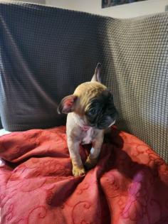 Französische Bulldoggen Baby, s