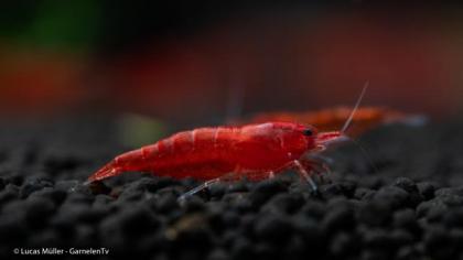 Bloody Mary Garnele - Neocaridina davidi