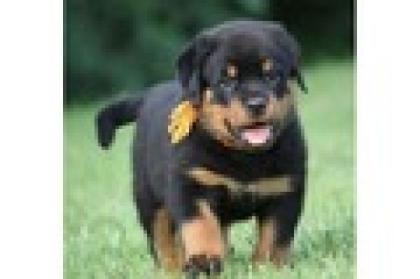 Rottweiler welpen