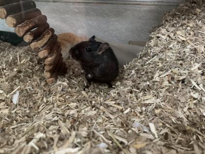 2 Mongolische Wüstenrennmäuse