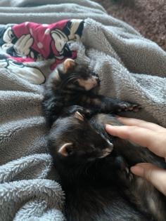 2 Frettchen 2, 5 Jahre kastriert