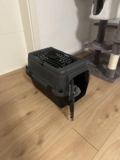 Bengalen mit kompletter Ausstattung